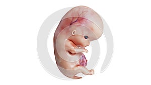 Embryo human fetus unborn, side view