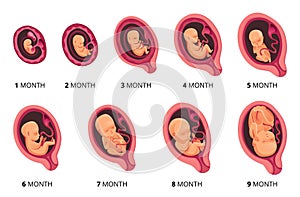 Embryo month stage growth, fetal development vector flat infographic icons. Medical illustration of foetus cycle from 1