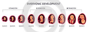 Embryo month stage growth, fetal development vector flat infographic icons. Medical illustration of foetus cycle from 1