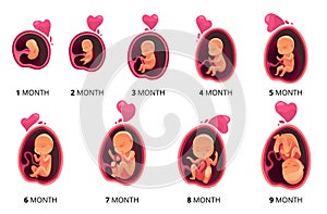 Embryo month stage growth, fetal development vector flat infographic icons. Medical illustration of foetus cycle from 1