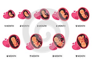 Embryo month stage growth, fetal development vector flat infographic icons. Medical illustration of foetus cycle from 1