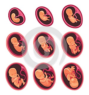 Embryo month stage growth, fetal development vector flat infographic icons. Medical illustration of foetus cycle from 1