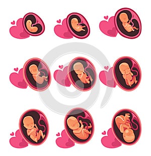 Embryo month stage growth, fetal development vector flat infographic icons. Medical illustration of foetus cycle