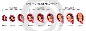 Embryo month stage growth, fetal development vector flat infographic icons. Medical illustration of foetus cycle from 1 photo