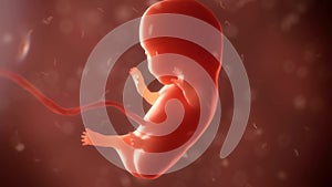 Embryo phase of born