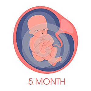 Embryo in womb fifth month. Fetal development and growth during