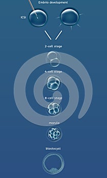 embryogenesis embryo genesis . In vitro fertilization IVF . Artificial insemination. ICSI. Male infertility