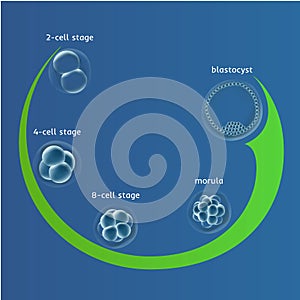 Embryogenesis embryo genesis in vitro IVF , the egg ovum , reproduction in humans illustration for an article