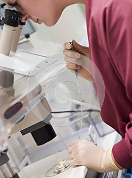 Embryologist adding sperm to egg
