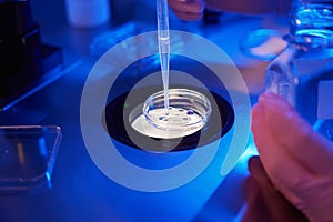 Embryologist covering embryos with mineral oil in culture plate