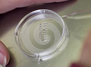 Embryologist with egg and sperm in culture photo