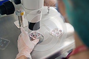 Embryologist examines the biomaterial collected in embryonic blocks