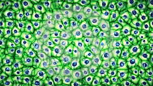 Embryonic bright green stem cells colony under a microscope 3D illustration photo