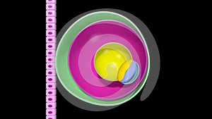 Embryonic Development