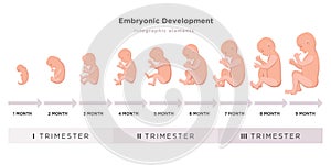 Embryonic development month by month cycle from 1 to 9 month to birth with embryo icons on trimesters medical photo