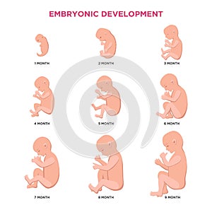 Embryonic development month by month cycle from 1 to 9 month to birth with embryo icons medical infographic elements