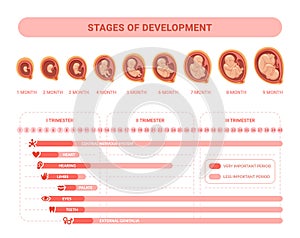 Embryonic development. Stages prenatal growth healthy fetus, fetal process pregnancy, health placenta medical