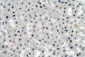 Embryonic stem cells colony under a microscope