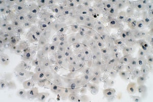 Embryonic stem cells colony under a microscope