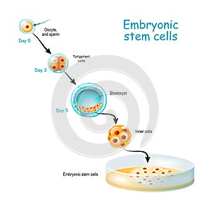 Embryonic stem cells cultivation In Vitro.