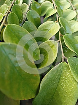 Embun above green leafes of starfruit. photo