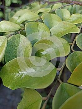 Embun above green leafes of starfruit. photo