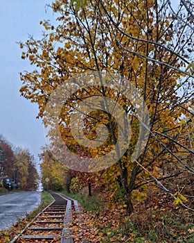 WALKED FOR DEW IN THE MORNING IN AUTUMN