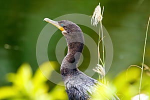 Embushed cormorant at the water behind yellow flowers in summer