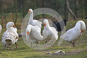 Emden geese photo