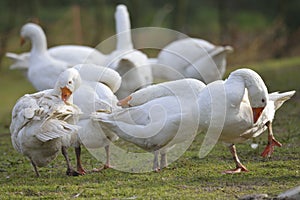 Emden geese photo