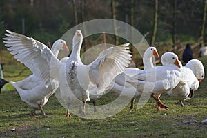 Emden geese photo