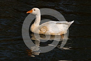 Emden Goose, a breed of domestic goose photo