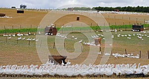 Emden goose farm in Norfolk, UK. photo