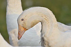 Emden goose photo