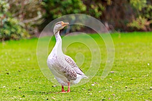 Emden goose photo