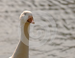 Emden goose on a sunny day. Portrait of domestic white goose photo