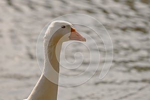 Emden goose on a sunny day. Portrait of domestic white goose photo