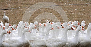Emden geese on commercial goose farm. photo