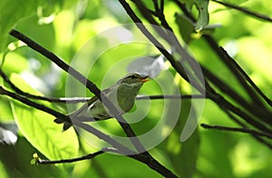 Emeiboszanger, Emei Leaf Warbler, Phylloscopus emeiensis