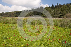 Emek Hashalom, The Peace valley, Nahal Shofet