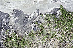 ÃÂ¡ement floor with moss