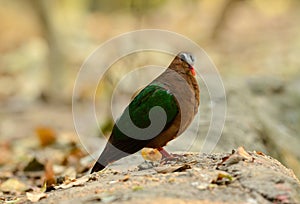 Emeral Dove (Ptilinopus jumbu)