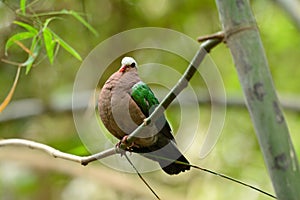 Emeral Dove (Ptilinopus jumbu)