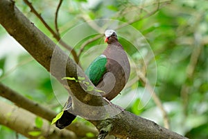 Emeral Dove (Ptilinopus jumbu)