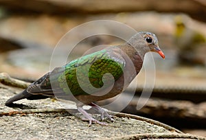 Emeral Dove (Ptilinopus jumbu)