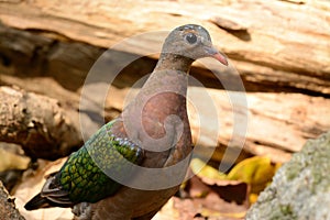 Emeral Dove (Ptilinopus jumbu)