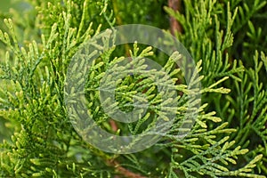 Emerald Arborvitae Evergreen Shrub in Garden photo