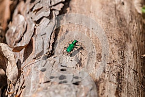 Emerald ash borer