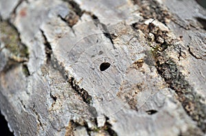 Emerald Ash Borer Exit Hole photo