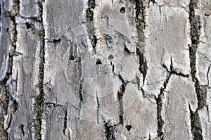 Emerald Ash Borer Exit Holes